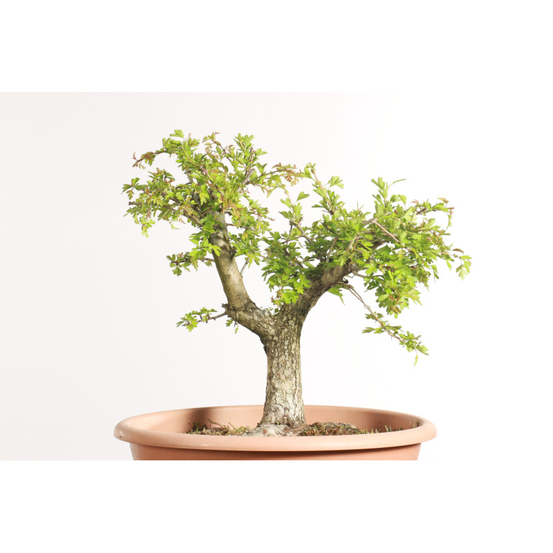 Espinheiro - Crataegus monogyna - B2252