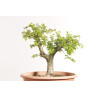 Espinheiro - Crataegus monogyna - B2252