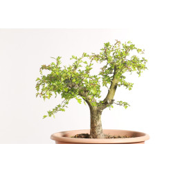 Espinheiro - Crataegus monogyna - B2252