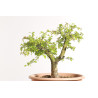 Espinheiro - Crataegus monogyna - B2252