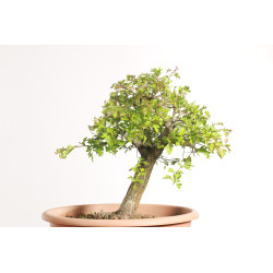 Espinheiro - Crataegus monogyna - B2252