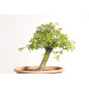 Espinheiro - Crataegus monogyna - B2252