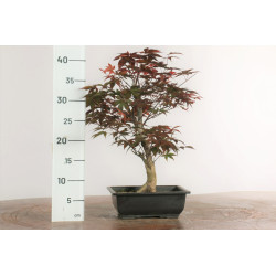 Acer palmatum nomura - B2285