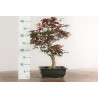 Acer palmatum nomura - B2285