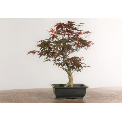 Acer palmatum nomura - B2285
