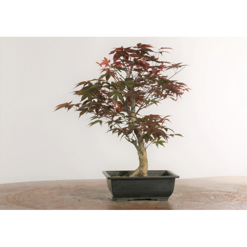 Acer palmatum nomura - B2285