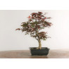 Acer palmatum nomura - B2285
