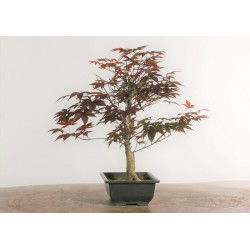 Acer palmatum nomura - B2285