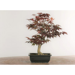 Acer palmatum nomura - B2285