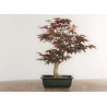 Acer palmatum nomura - B2285