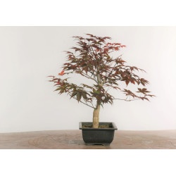 Acer palmatum nomura - B2285
