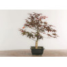Acer palmatum nomura - B2285