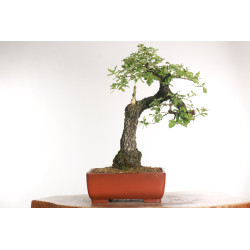 Quercus faginea - B2031