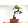 Quercus faginea - B2031