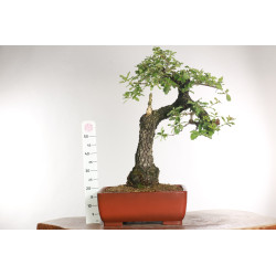 Quercus faginea - B2031