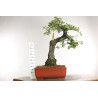 Quercus faginea - B2031