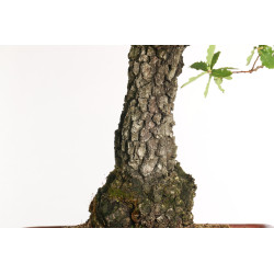 Quercus faginea - B2031
