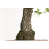 Quercus faginea - B2031
