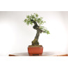 Quercus faginea - B2031
