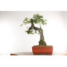 Quercus faginea - B2031