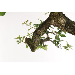 Quercus faginea - B2031