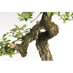 Quercus faginea - B2031