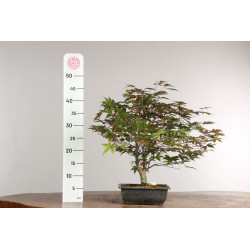 Acer palmatum nomura - B2418