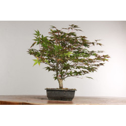 Acer palmatum nomura - B2418