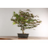Acer palmatum nomura - B2418