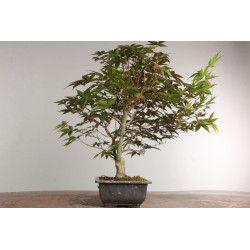 Acer palmatum nomura - B2418