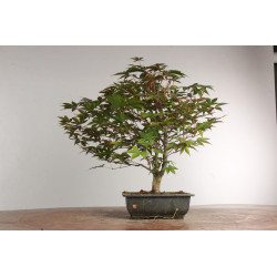Acer palmatum nomura - B2418