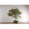 Acer palmatum nomura - B2418