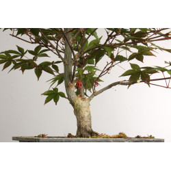 Acer palmatum nomura - B2418