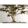 Acer palmatum nomura - B2418