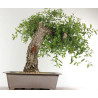 Quercus faginea - B2459