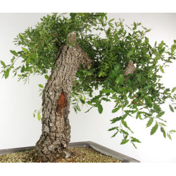 Quercus faginea - B2459