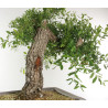Quercus faginea - B2459