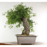 Quercus faginea - B2459