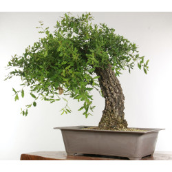 Quercus faginea - B2459