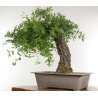 Quercus faginea - B2459