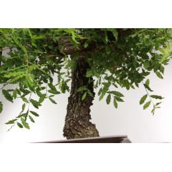 Quercus faginea - B2459
