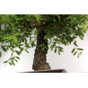 Quercus faginea - B2459