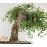 Quercus faginea - B2459