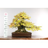 Carpinus turczaninovii - B2678