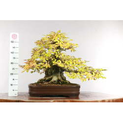 Carpinus turczaninovii - B2678