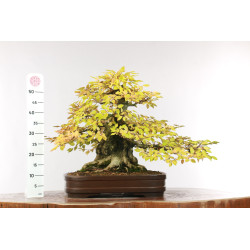 Carpinus turczaninovii - B2678