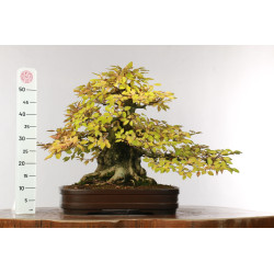 Carpinus turczaninovii - B2678