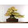 Carpinus turczaninovii - B2678