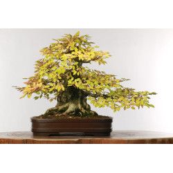 Carpinus turczaninovii - B2678