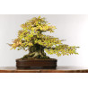 Carpinus turczaninovii - B2678